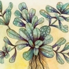 Fauna Flora (Ovum)