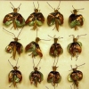 Bug Tray