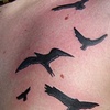 birds