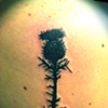 scottish thistle