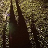 jungle