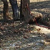 Ornamental Disobediance (view in the fall)