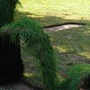 Ornamental Disobediance (additional view)