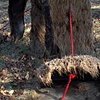 Ornamental Disobediance (view in the fall detail)