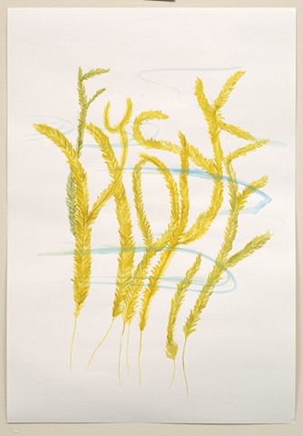 A Thought on Seaweed 