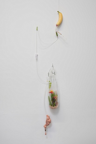 Xenobotany