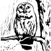 The Owl in Daylight - Anchors Away