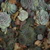 Getty Green