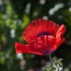 Red Poppy
