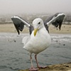 Gull Wings