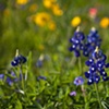 Bluebonnets II