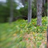 Eucalyptus I