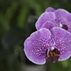 Pink Orchid