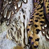 Pheasant Feathers
