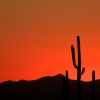Saguaro Sunset Red