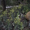 Alamo Garden