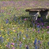 Bench in Wildflowers
