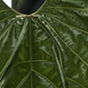 Big Leaf