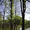 San Antonio Botanical Woods 2