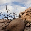 Burned Tree