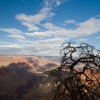 Gnarled Tree on the Edge