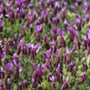Purple field