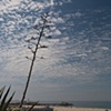 Santa Monica century plant