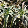 Santa Monica cacti