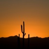 Saguaro Sunset peach