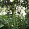 Fern