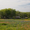 Farm Wildflowers