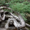 Juniper Two