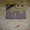 Koi Pond I