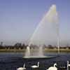 Queen's Swans with Rainbow