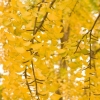 Ginkgo