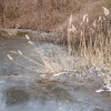 Frozen Cattails