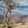 Tree on the Edge