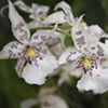 White Orchid