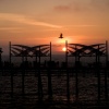 Bird over Sails Sunset