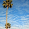 Torrance Palms