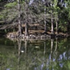 San Antonio Botanical Woods