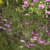 African Daisies