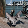 Pelicans I