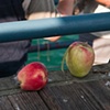 fisherman's apples