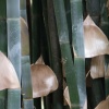 Giant Bamboo Three
