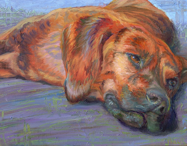unique pet portrait of plott hound laying in the sun