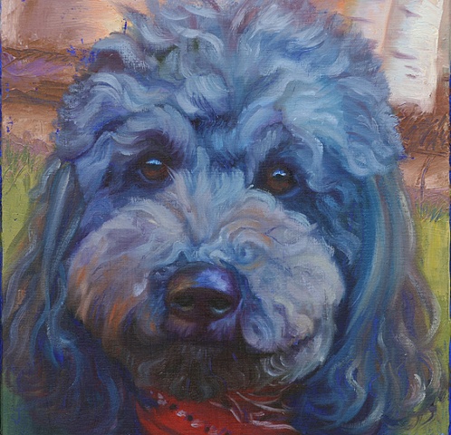 black poodle pet portrait