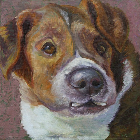 portrait of boxer pit bull mix
