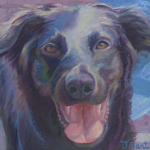 portrait of german shepard black lab mix