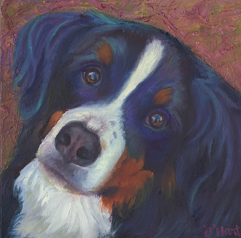 bernese maountain dog oil painting